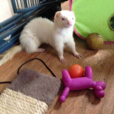 Ferret Toys Market