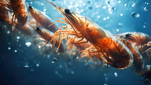 Global Shrimp Market