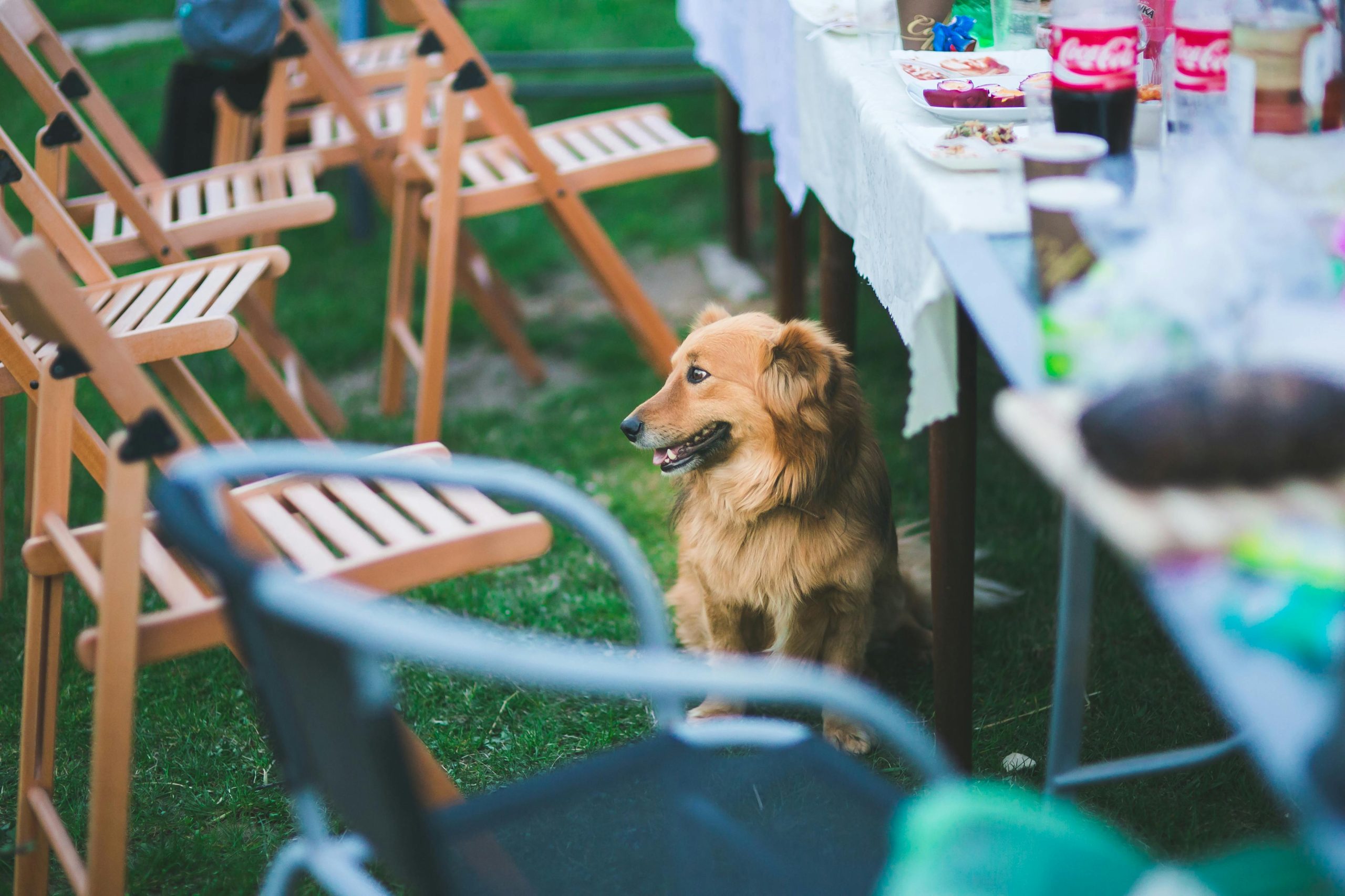 dog-friendly restaurant in Virginia Beach