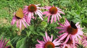 echinacea planting care