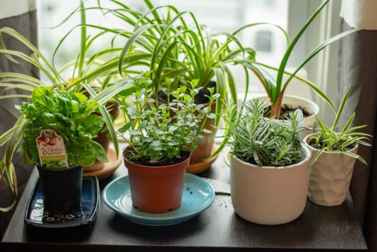 Herbs for The Garden