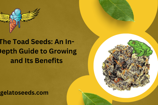 The Toad Seeds An In-Depth Guide to Growing and Its Benefits