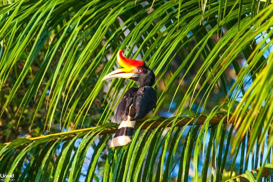 birding in borneo