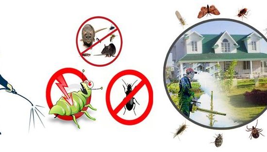 Pest Control Services in Lahore