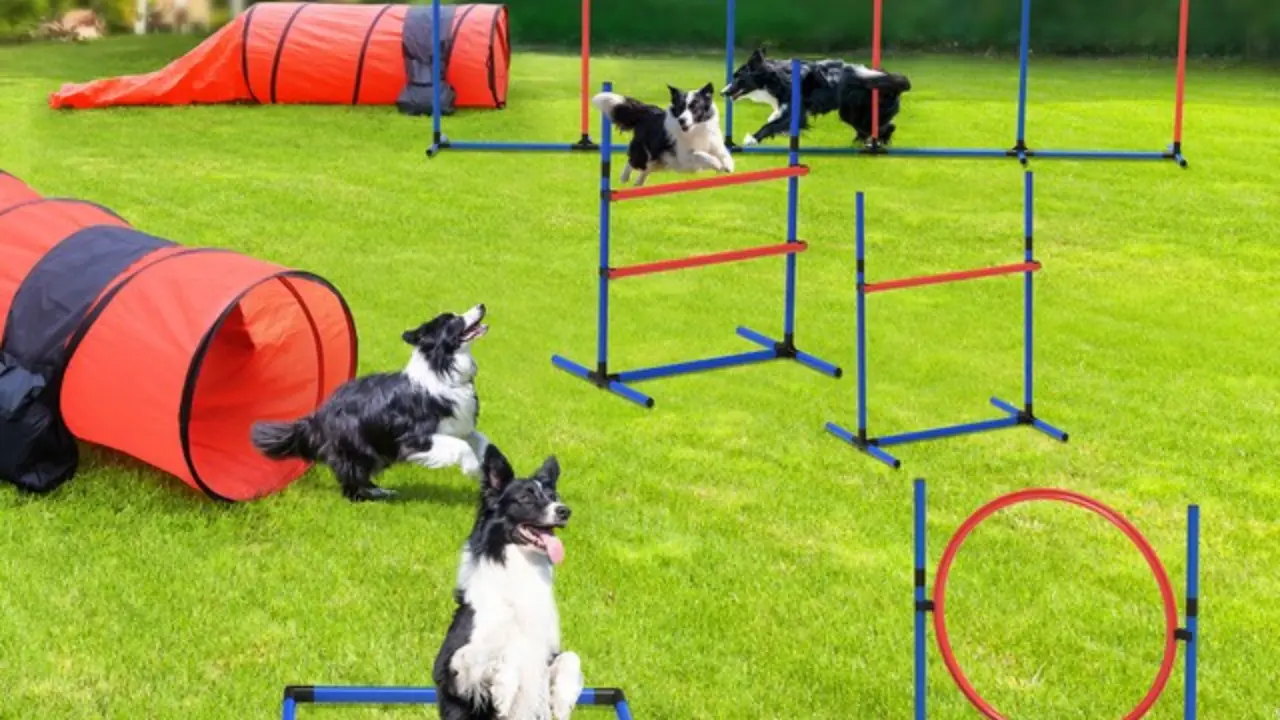 Affordable Dog Agility Equipment for Parks in Riyadh: Trusted Outdoor Solutions